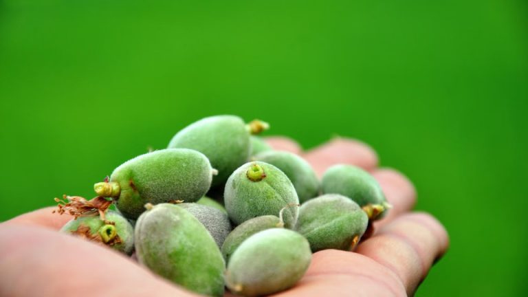 Close-up of fresh green almonds cradled in a human hand against a blurred green background.